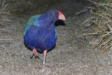 Takahe Endemic Rail of New Zealand