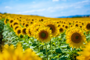 Detail of a beautiful in a field of Castilla y Le&oacute;n. A summer afternoon in Spain