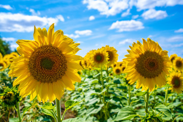 Two beautiful sunflowers in a field of Castilla y León