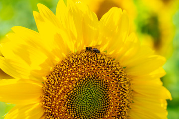 Detail of a large sunflower where you can see the entire internal part with an abyss