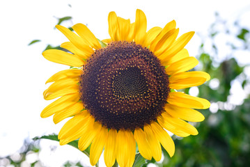 Sunflower in the garden
