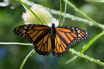 Butterfly 2019-91 / Monarch butterfly (Danaus plexippus)