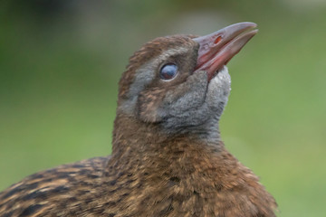 Weka New Zealand Endemic Rail