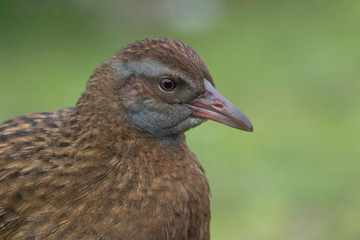 Weka New Zealand Endemic Rail