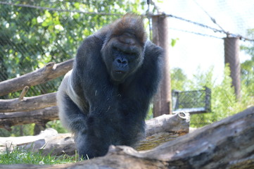 A silverback gorilla in the outdoors