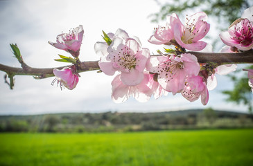 Almond tree flowers blossoming in springtime