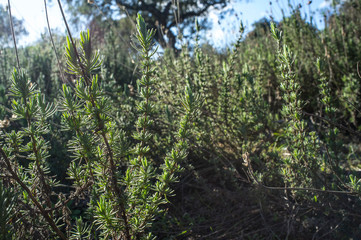 Backlighting of lavender plant at sunset on winter