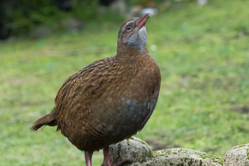Weka New Zealand Endemic Rail