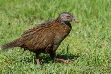 Obraz premium Weka New Zealand Endemic Rail
