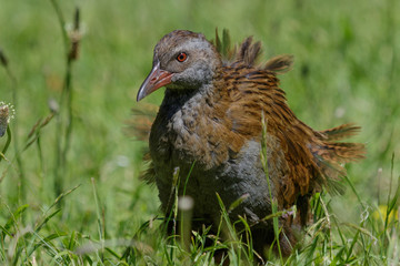 Obraz premium Weka New Zealand Endemic Rail