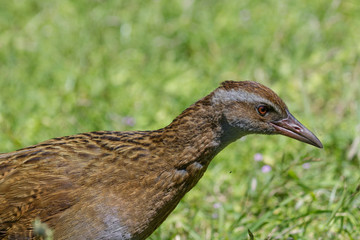 Weka New Zealand Endemic Rail