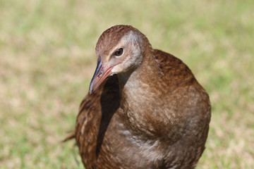 Obraz premium Weka New Zealand Endemic Rail