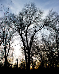 silhouette of tree at sunset