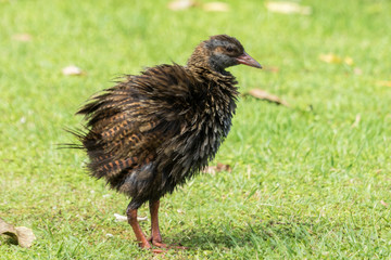 Weka New Zealand Endemic Rail