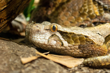 closeup of a snake