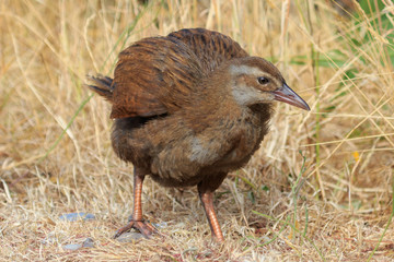 Weka New Zealand Endemic Rail