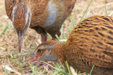 Weka New Zealand Endemic Rail