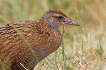 Weka New Zealand Endemic Rail