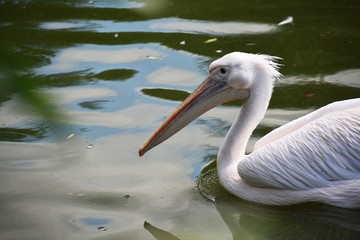 The great white pelican (Pelecanus Onocrotalus) on water, also known as the eastern white pelican, rosy pelican or white pelican, is a large water bird in the family Pelecanidae.