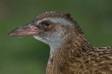 Obraz premium Weka New Zealand Endemic Rail