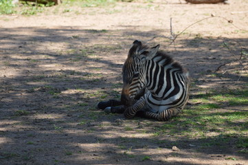 Baby zebra laying in the shade