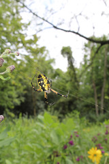 Upside down garden spider hanging from a web at Wayside Woods in Morton Grove, Illinois