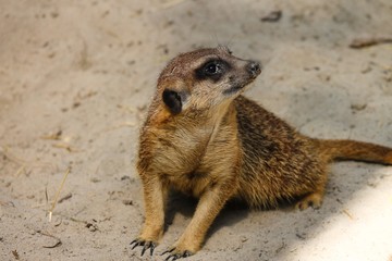 Erdmännchen sitzt und beobachtet die Umgebung