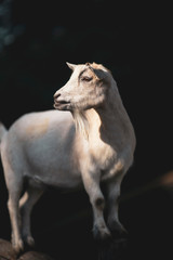 Fototapeta na wymiar close up of a white goat