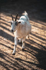 full body white goat on a farm 