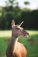 Fototapeta premium portrait of a doe eating looking to the right