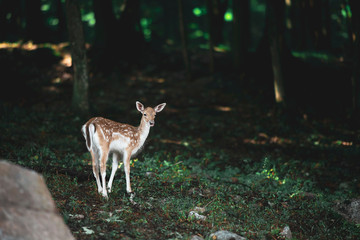 fawn in the forest tongue out