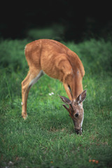 Naklejka na ściany i meble Young deer eating grass