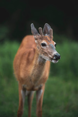 Young deer standing in grass