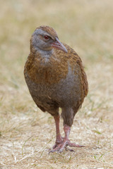 Weka New Zealand Endemic Rail