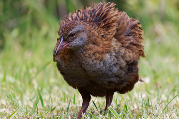 Weka New Zealand Endemic Rail