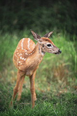 Fawn standing in grass