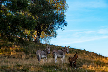 Three grazing donkeys