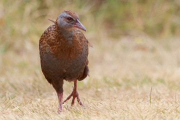 Weka New Zealand Endemic Rail