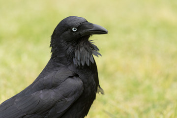 Fototapeta premium Australian Raven