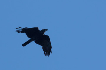 Australian Raven