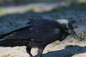 Australian Raven