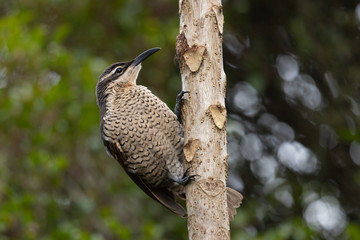 Paradise Riflebird in Australia