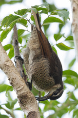 Paradise Riflebird in Australia