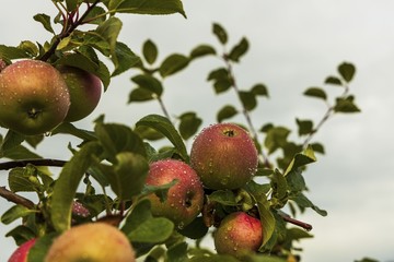 Close up macro view of apple  with rain drops. Healthy food concept. Beautiful nature background.
