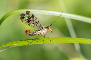 Male common scorpionfly (Panorpa communis) resting on a leaf and spreading his wings
