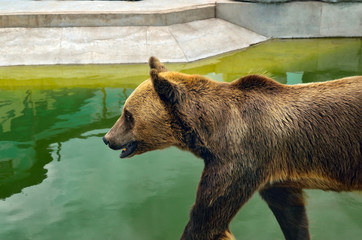 Big brown bear walks outdoors, close up.