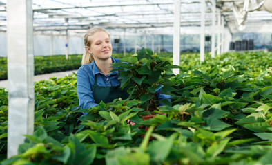 Young woman gardener in gloves working with euphorbia pulcherrima in pots