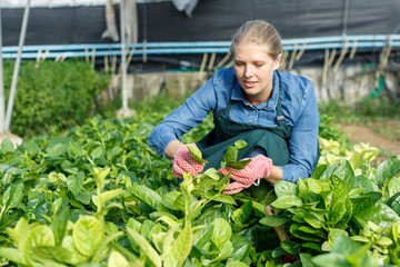 Young woman gardener  in apron working with Malabar spinach