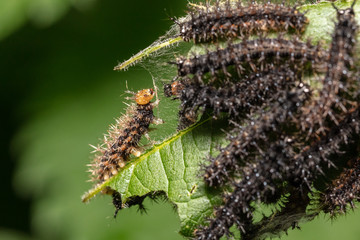 Caterpillar of the map butterfly  (Araschnia levana) crawling and feeding on a leaf