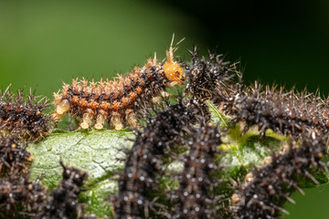 Caterpillar of the map butterfly  (Araschnia levana) crawling and feeding on a leaf